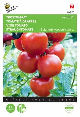 Tomate cerise Serrat F1