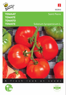 Tomate Saint Pierre, grande variété en pleine terre