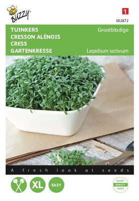 Cresson alénois à grandes feuilles