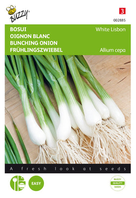 Oignon nouveau Lisbonne blanc