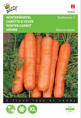 Carotte d'hiver Berlikumer 2