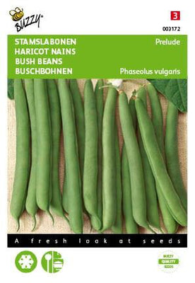 Prélude aux haricots grimpants