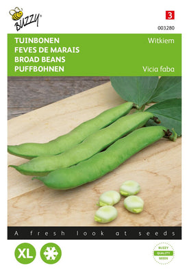 Fèves blanches germination