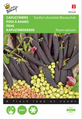 Capucin à bec crochu d'Ezetha, choc bleu