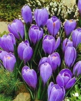 Crocus à grandes fleurs, bleu - 25 pièces