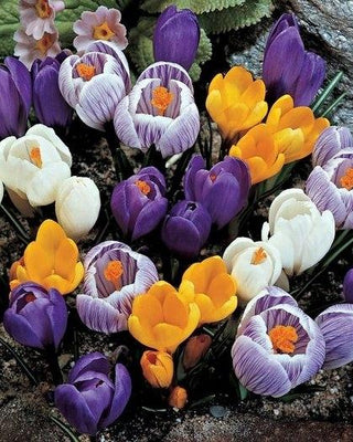 Crocus à grandes fleurs, mélange - 30 pièces