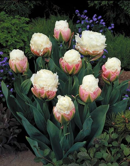 Tulipa Ice Cream - 5 stuks - Bloembollen