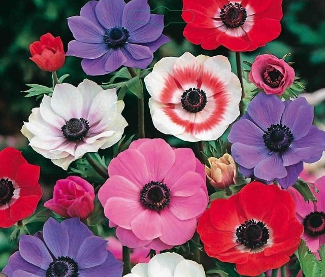 Anemone de Caen, Mix - 30 stuks - Bloembollen