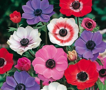 Anemone de Caen, Mix - 30 stuks - Bloembollen