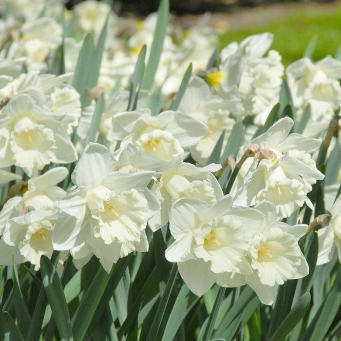 Narcis Mount Hood - 15 stuks - Bloembollen