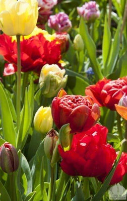 Tulipa Double Mix - 20 pièces