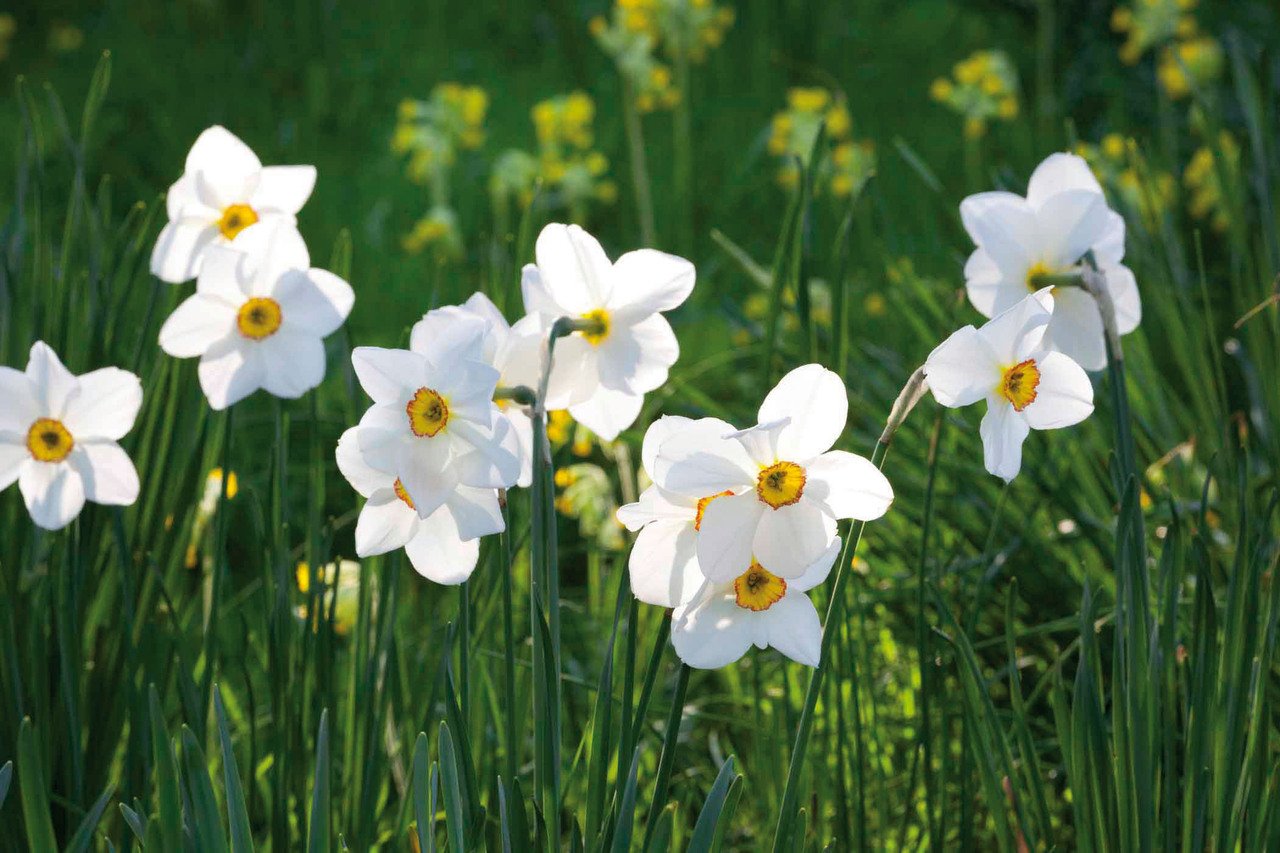 Narcis Actea - 12 stuks - Bloembollen