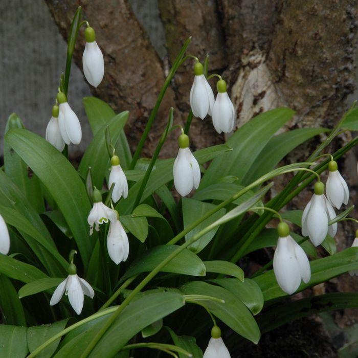 Galanthus Woronowii - 25 stuks - Bloembollen