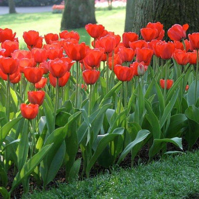 Tulipa Apeldoorn Rouge, Darwin - 15 pièces