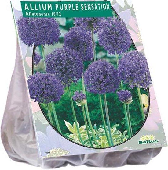 Allium Aflatunense Purple Sensation - 15 stuks - Bloembollen