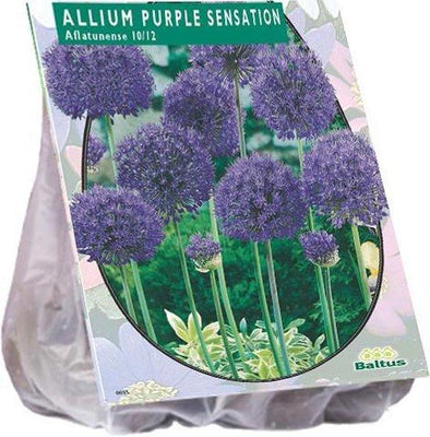 Allium Aflatunense Purple Sensation - 15 pièces