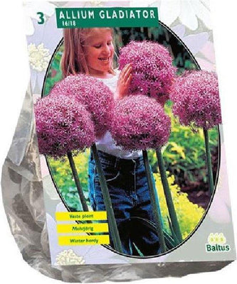 Allium Gladiator Son Excellence - 3 pièces