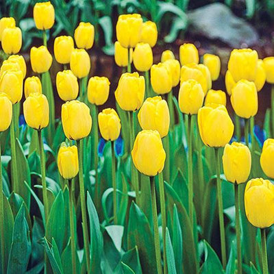 Tulipa Apeldoorn jaune, Darwin - 15 pièces
