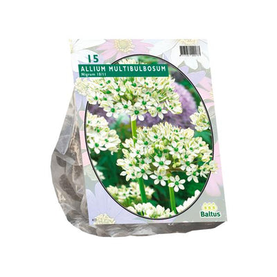 Allium Nigrum Multibubosum - 15 pièces