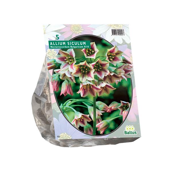 Allium Siculum Bulgaricum - 5 stuks - Bloembollen