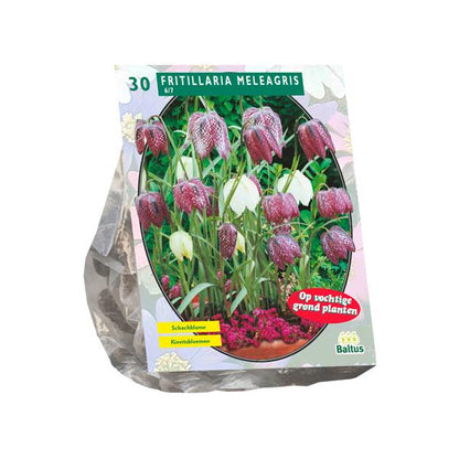 Fritillaria Meleagris - 30 stuks - Bloembollen