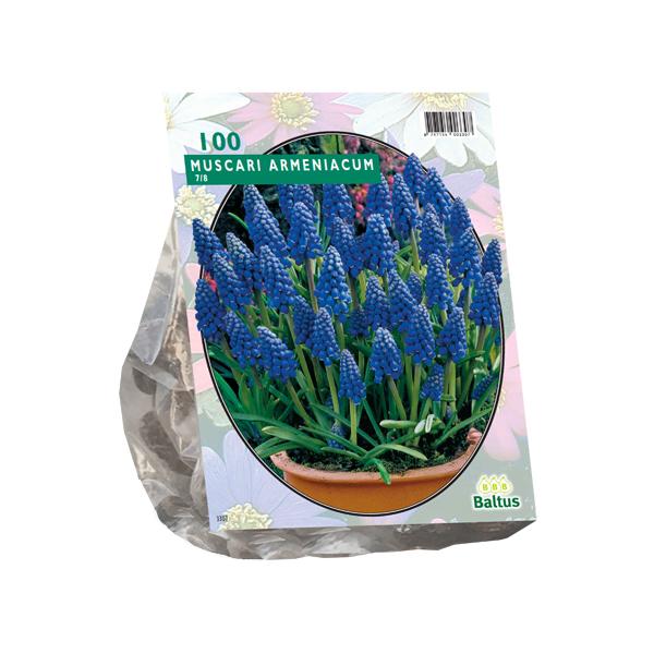 Muscari Armeniacum - 100 stuks - Bloembollen