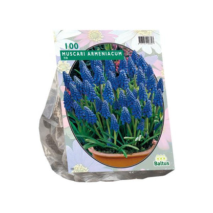 Muscari Armeniacum - 100 stuks - Bloembollen
