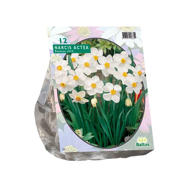 Narcis Actea - 12 stuks - Bloembollen