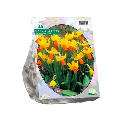 Narcissus Mini Jetfire, jaune/orange - 25 pièces