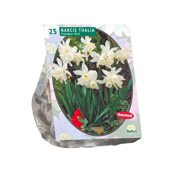 Narcis Mini Thalia - 20 stuks - Bloembollen