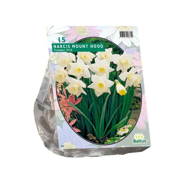 Narcis Mount Hood - 15 stuks - Bloembollen