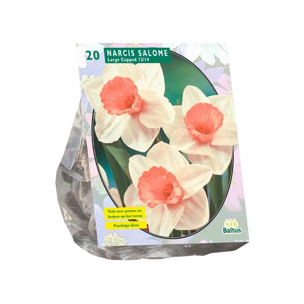 Narcis Salome - 20 stuks - Bloembollen