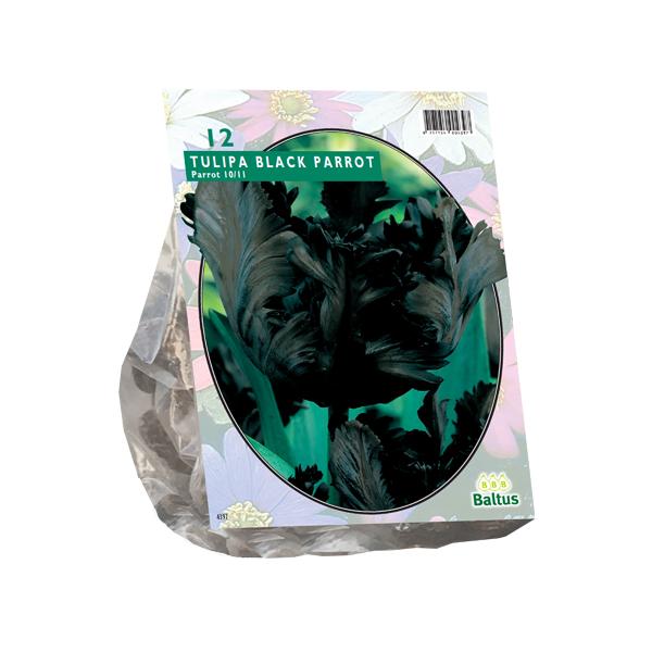 Tulipe Black Parrot, Perroquet - 12 pièces - Bulbes à fleurs