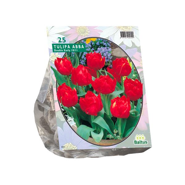 Tulipe Double Hâtive Abba - 20 pièces - Bulbes à fleurs
