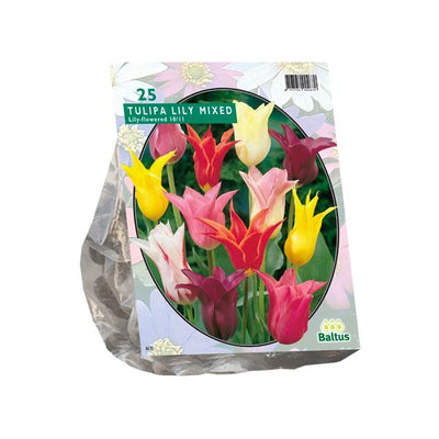 Tulipes à fleurs de lys, mélange - 25 pièces 