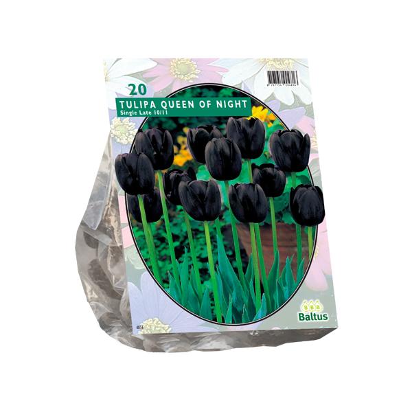 Tulipa Queen of Night, Enkel Laat - 20 stuks - Bloembollen