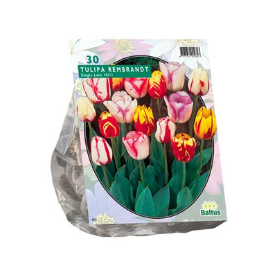 Mélange Tulipa Rembrandt - 20 pièces