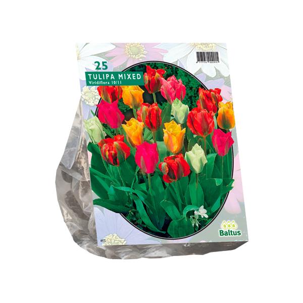 Tulipa Viridiflora Mix - 25 pièces - Bulbes à fleurs