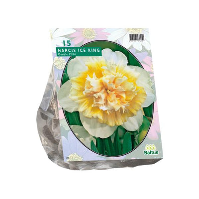 Narcisse Roi des Glaces - 15 pièces