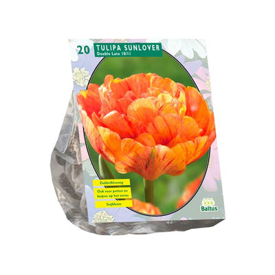 Tulipa Double Tardive Sunlover - 20 pièces