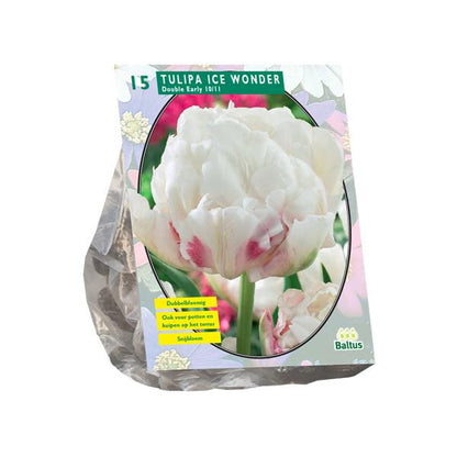 Tulipa Dubbel Vroeg Ice Wonder - 15 stuks - Bloembollen