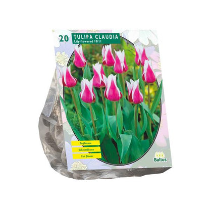 Tulipe Claudia, Fleur de Lys - 20 pièces - Bulbes à fleurs