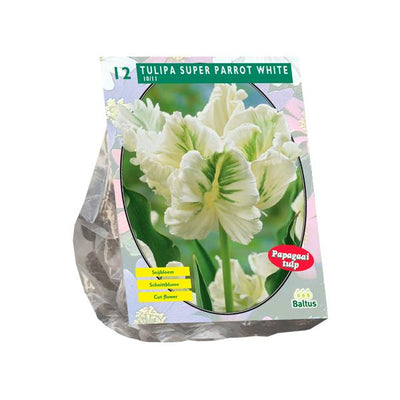 Tulipa Perroquet Blanc, Perruche - 12 pièces