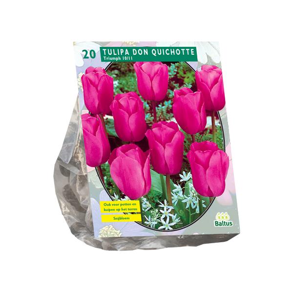 Tulipa Don Quichotte, Triomphe - 20 pièces - Bulbes à fleurs