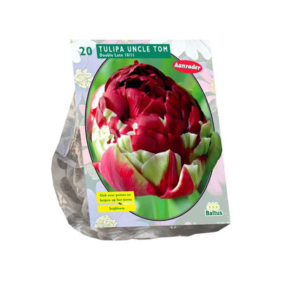 Tulipa Double Late Uncle Tom - 20 pièces