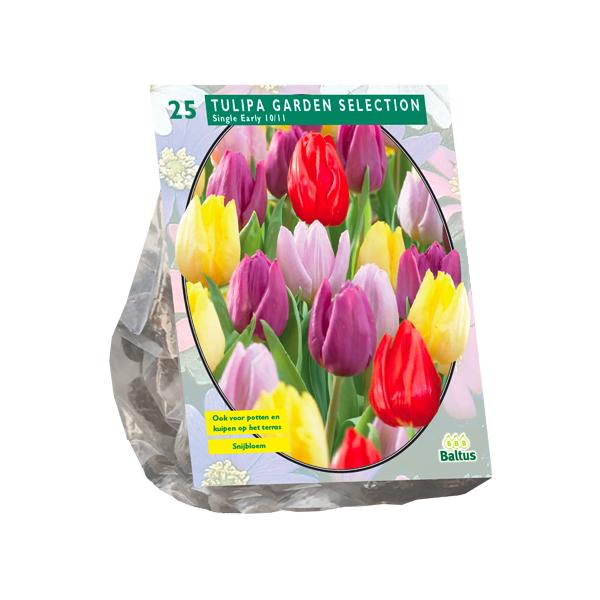 Sélection de tulipes de jardin - 25 pièces - Bulbes à fleurs