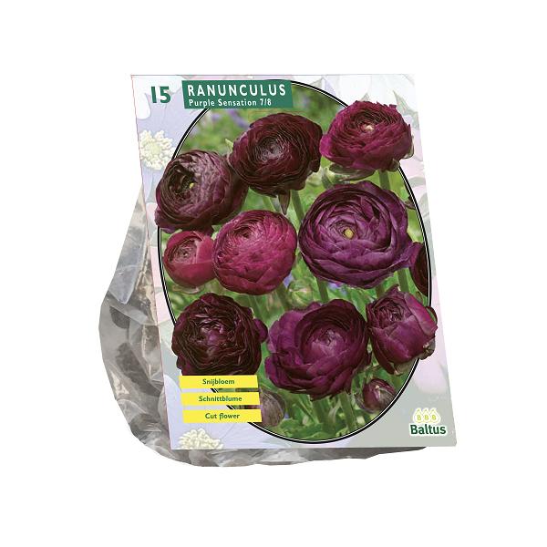 Ranonkel Purple Sensation - 15 stuks - Bloembollen