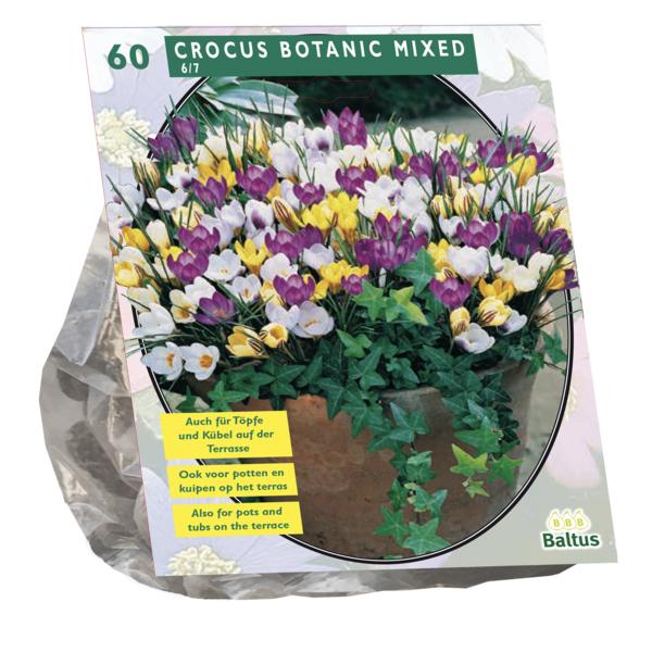 Crocus Botanisch, Mix - 60 stuks - Bloembollen