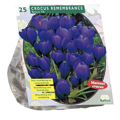 Crocus Grootbloemig, Blauw - 25 stuks - Bloembollen