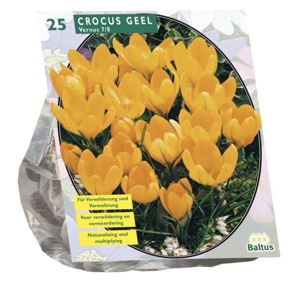 Crocus Grootbloemig, Geel - 25 stuks - Bloembollen
